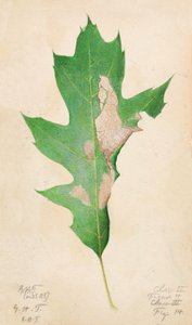 Oak Leaf Edge Caterpillar..., tidigt 1900-tal.