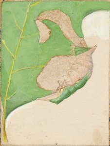 Oak Leaf Edge Caterpillar..., tidigt 1900-tal.