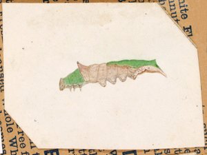 Oak Leaf Edge Caterpillar, studie för boken Concealing Coloration in the Animal Kingdom (dolda färger i djurriket)