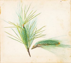 Pine-Tuft Caterpillar..., tidigt 1900-tal.