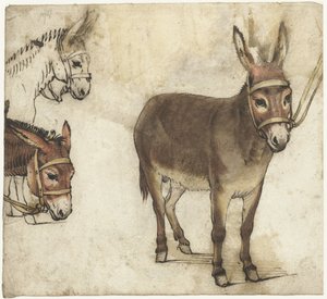 Studieblad med åsnor