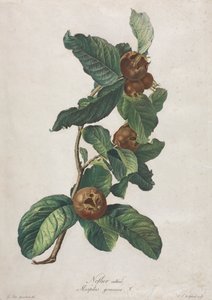Odlad medlar (Mespilus germanica)