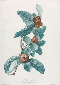 Odlad Medlar Mespilus germanica, ca. 1800.