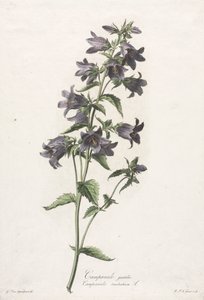 Blommor hämtade från naturen: Bellflower av Gerard van Spaendonck