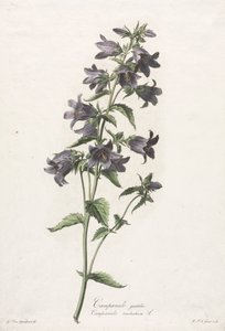 Blommor hämtade från naturen: Bellflower, ca. 1800. av Gerard van Spaendonck