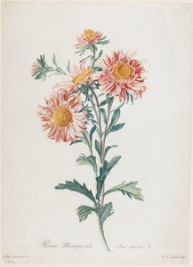 Reine-Marguerite, från Flowers Drawn from Nature, c.1800 (handfärgad stipplegravyr)