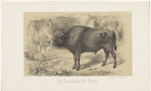 europeisk bison The European Bison (titel på objekt)