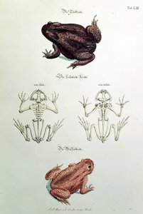 460 fol.1 Paddor, tallrik LIII från 