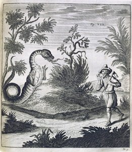 En rädd drake, ca 1660 av German School