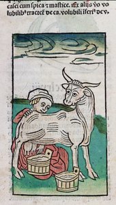 A Maid Milking a Cow, 1491 (färgat träsnitt) av German School