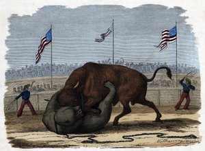 En hård kamp mellan en tjur och en björn på en arena. I "" Wenn Jemand eine Reise thut, so kann er was erzahlen"" (När någon reser, detta är vad han kan berätta), tysk saga av Franz Wiedemann av German School