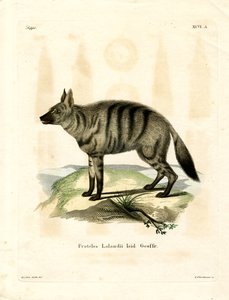 Aardwolf (färgad gravyr) av German School