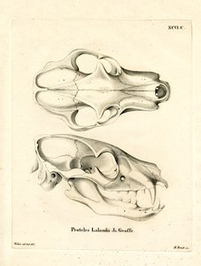 Aardwolf Skul (färgad gravyr) av German School