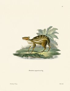 Afrikansk Chevrotain (färgad gravyr) av German School