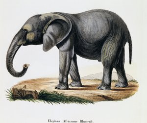 Afrikansk elefant (Elephas africanus), från däggdjur illustrerade från naturen med beskrivningar, av Johann Christian Daniel von Schreber (1739-1810), gravyr av IC Bock efter teckning av A Fleischmann, Tyskland av German School