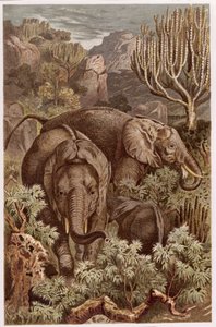 African Elephant, tallrik från Brehms Animal Life: General Knowledge of the Animal Kingdom, vol 3, sid. 9, utgiven av Bibliographic Institute, 1891 av German School