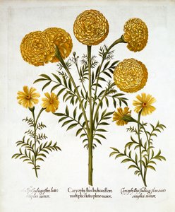 Afrikanska ringblommor och franska ringblommor, från Hortus Eystettensis, av Basil Besler (1561-1629), pub. 1613 (handfärgad gravyr) av German School