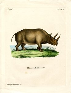 Afrikansk noshörning (färgad gravyr) av German School