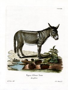 African Wild Ass (färgad gravyr) av German School