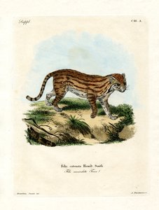 Afrikansk vildkatt (färgad gravyr) av German School