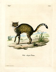 African Wildcat (färgad gravyr) av German School