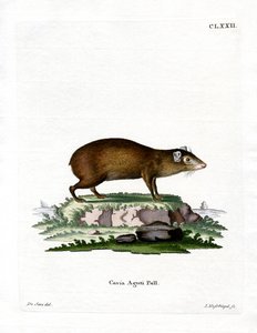 Agouti (färgad gravyr) av German School