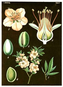 Mandel (Prunus Amygdalus) c.1890 (kromolitografi) av German School