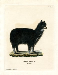 Alpaca (färgad gravyr) av German School