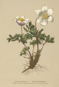 Alpin anemone (Anemone alpina, Pulsatilla alpina) av German School