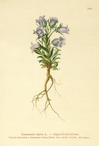 Alpklockor (Campanula alpina) av German School