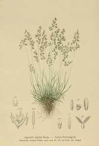 alpbentgräs (Agrostis alpina, Aira flavescens) av German School