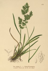 alpin blågräs (Poa alpina) av German School