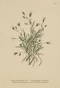 Alpin Campion (Silene quadrifida, Ixoca quadrifida) av German School
