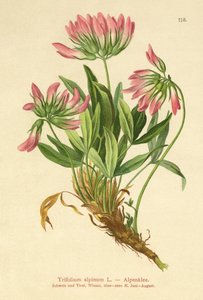 Alpklöver (Trifolium alpinum) av German School