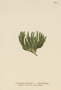 Alpin Clubmoss (Lycopodium alpinum, Diphasiastrum alpinum) av German School