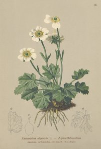 Alpkråkfot (Ranunculus alpestris) av German School