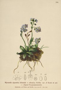 Alpint förgätmigej (Myosotis alpestris, Myosotis silvatica) av German School