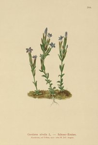 Alpgentiana (Gentiana nivalis) av German School