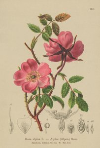 Alpin häckros (Rosa alpina, Rosa pendulina) av German School