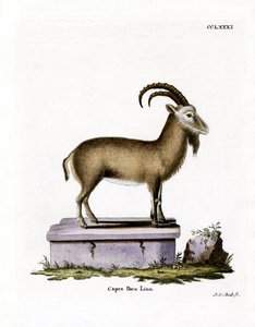 Alpine Ibex (färgad gravyr) av German School