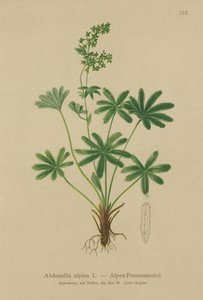 Alpine Ladys-Mantle (Alchemilla alpina) av German School