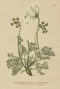 Alpin lovage (My mutellina, Ligusticum mutellina) av German School
