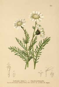 Alpin majgräs (Anthemis alpina, Achillea oxyloba subsp. schuri) av German School
