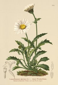 Alpine Moon Daisy (Leucanthemum alpinum, Leucanthemopsis alpina, Chrysanthemum alpinum, Tanacetum alpinum) av German School