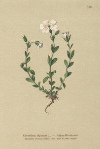 Alpin musöra (Cerastium alpinum) av German School