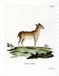 Alpine Mysk Deer (färgad gravyr) av German School