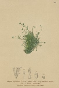 Alppärlört (Sagina saginoides, Sagina Linnaei, Sagina saxatilis) av German School