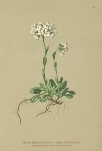 Fjällkrasse (Thlaspi alpinum, Noccaea alpestris subsp. alpestris, Thlaspi minimum, Noccaea crantzii, Thlaspi kerneri, Thlaspi alpinum var. kerneri, Thlaspi alpestre) av German School
