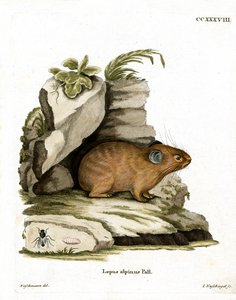 Alpine Pika (färgad gravyr) av German School
