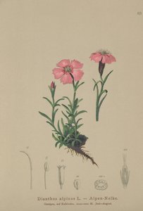 Alprosa (Dianthus alpinus) av German School